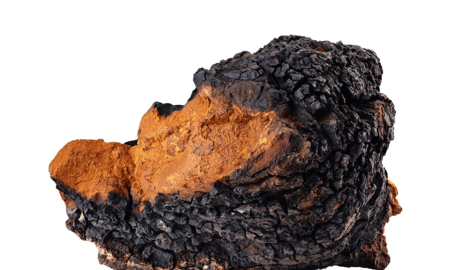 Chaga