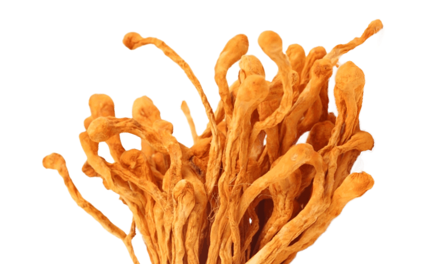 Cordyceps