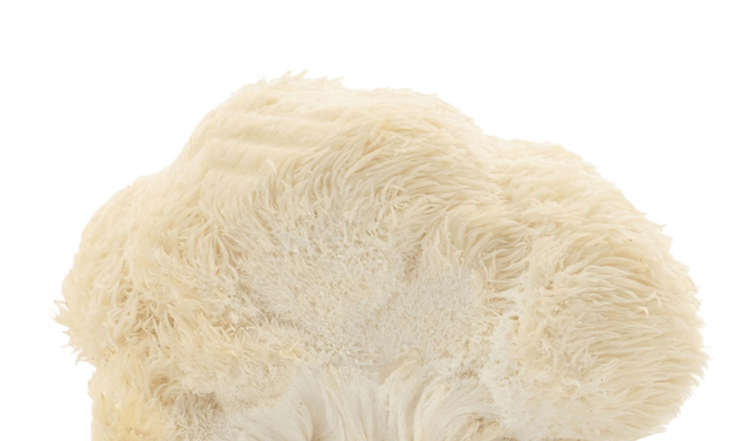 Lion's Mane