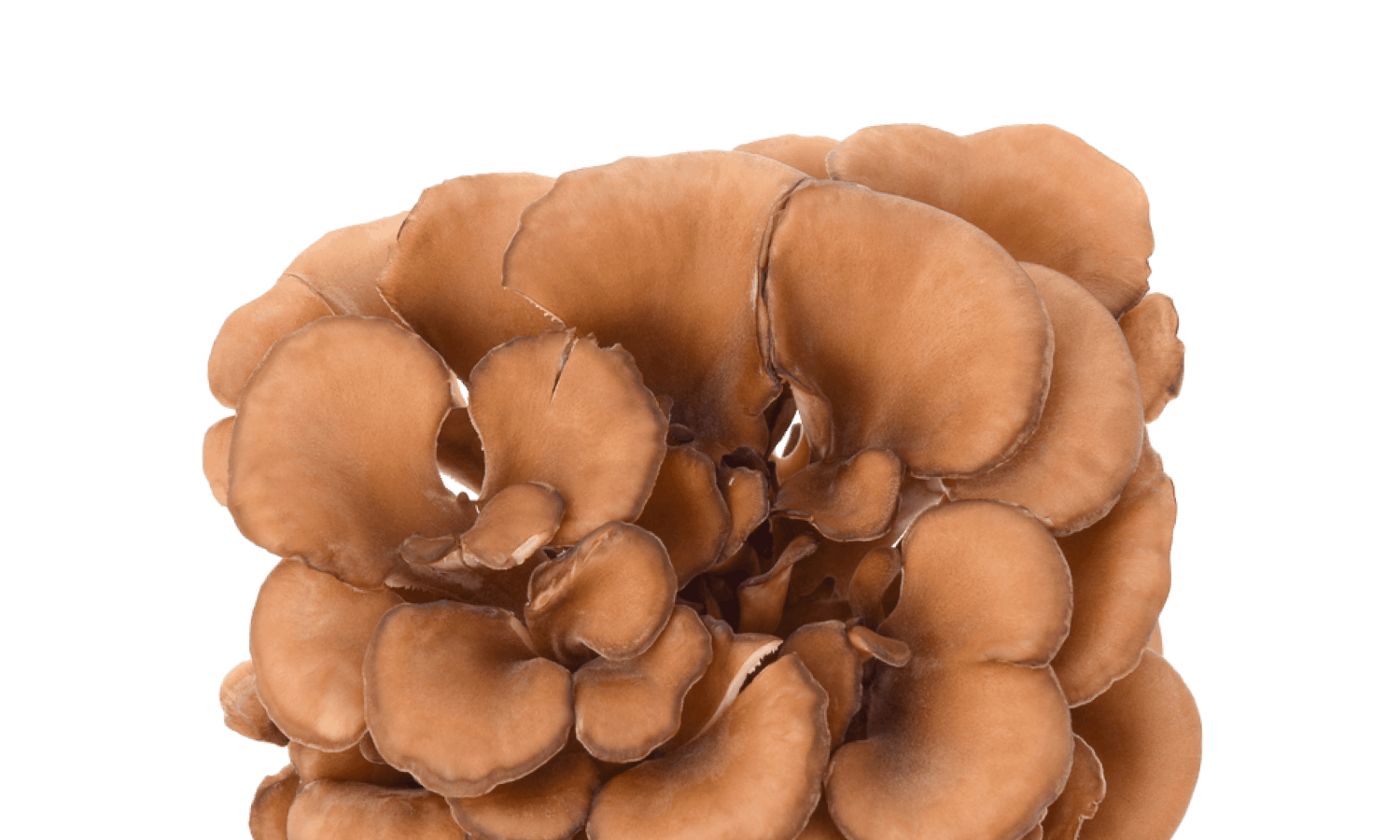 Maitake