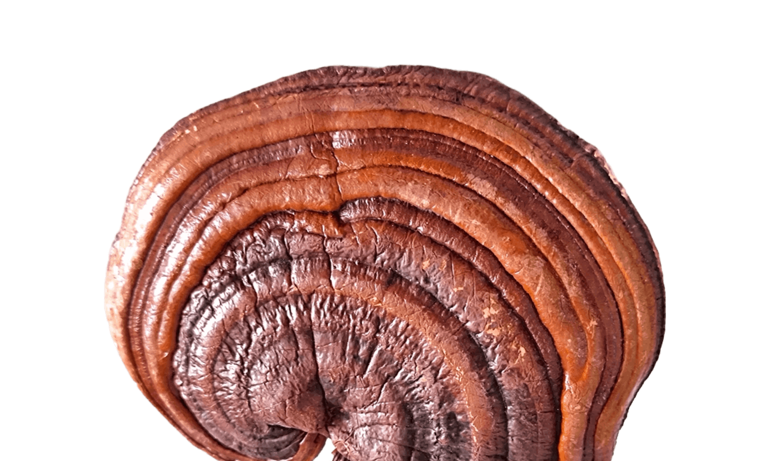 Reishi